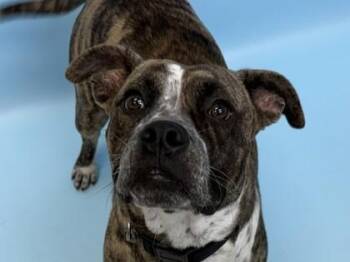 Catherine -  Boxer and Mixed Breed Dog for Adoption in Woodbury, Minnesota - Catherine | PetCurious