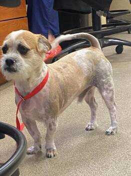 SCRAPPY -  Brussels Griffon and Chihuahua Dog for Adoption in Fort Myers, Florida - SCRAPPY | PetCurious