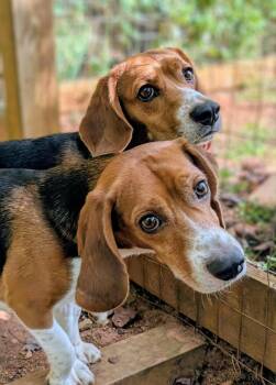 Rescue Beagle Dogs for Adoption in Landrum, South Carolina - Sam And Bailey | PetCurious