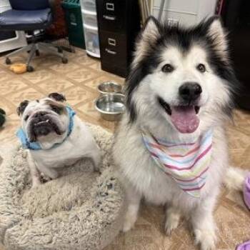 English Bulldog Dogs Available for Adoption in Worcester, Massachusetts - Diesel & Malibu  | PetCurious