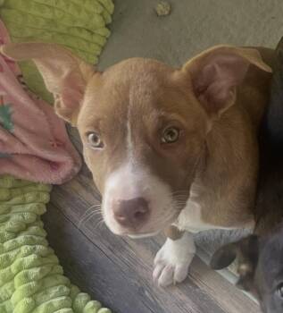 Pit Bull Terrier Dogs Available for Adoption in Addison, Illinois - Carly | PetCurious
