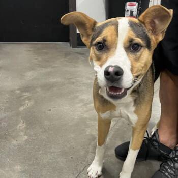 Terrier Dogs Available for Adoption in Tampa, Florida - Epic | PetCurious