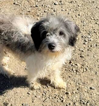 Rescue Poodle Dogs for Adoption in Belmont, New York - WILBY | PetCurious