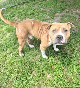 Staffordshire Bull Terrier and Mixed Breed Dogs Available for Adoption in Houston, Texas - JARVIS | PetCurious