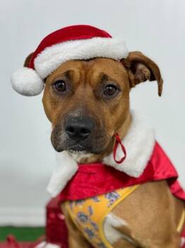 Black Mouth Cur and Boxer Dogs Available for Adoption - Calabasas | PetCurious