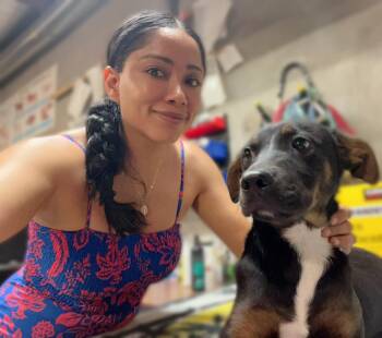 Rescue Cocker Spaniel and Shepherd Dogs for Adoption in San Diego, California - Ralphs.,. | PetCurious