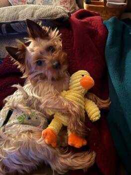 Yorkshire Terrier Dogs Available for Adoption in Williamsburg, Virginia - Blue | PetCurious