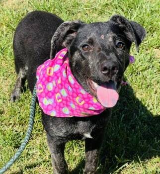 Pringle $85 -  Labrador Retriever and Mixed Breed Dog for Adoption in Seneca, South Carolina - Pringle $85 | PetCurious