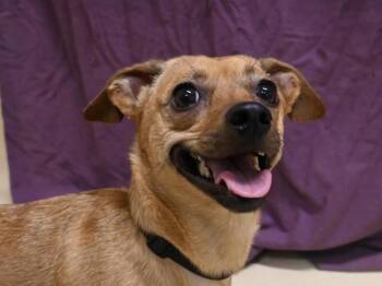 Chihuahua Dogs Available for Adoption in Portland, Oregon - Daisy Ann | PetCurious