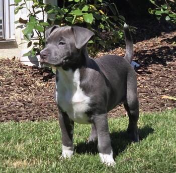 Duke -  Pit Bull Terrier and Mountain Cur Dog for Adoption in Kannapolis, North Carolina - Duke | PetCurious