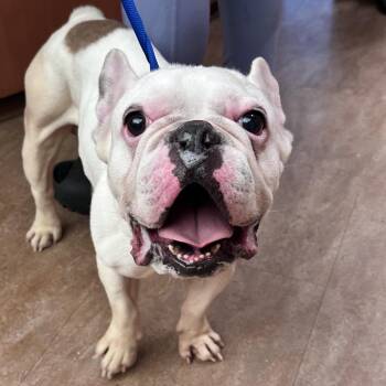 WAGS-Stray-22676 -  French Bulldog Dog for Adoption in Westminster, California - WAGS-Stray-22676 | PetCurious