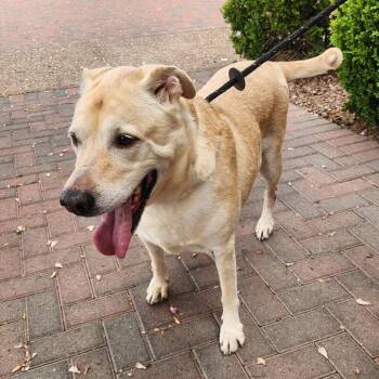 Clyde Fink -  Yellow Labrador Retriever and Mixed Breed Dog for Adoption in Las Vegas, Nevada - Clyde Fink | PetCurious