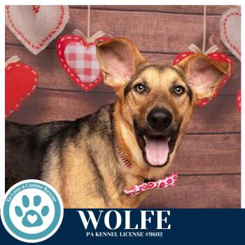 German Shepherd Dog Dogs Available for Adoption - Wolfe (The Wolf Pack) 011026 | PetCurious