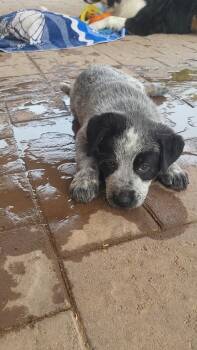 Rancher -  Australian Cattle Dog Blue Heeler and Cattle Dog Dog for Adoption in Phoenix, Arizona - Rancher | PetCurious