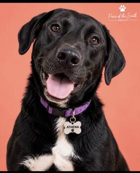 Athena -  Labrador Retriever Dog for Adoption in Cumming, Georgia - Athena | PetCurious