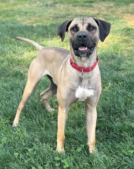 Boxer Dogs Available for Adoption in Nashville, Tennessee - Rinny | PetCurious