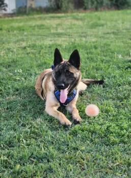 Rescue Belgian Shepherd Malinois and German Shepherd Dog Dogs for Adoption in West Richland, Washington - Chai | PetCurious