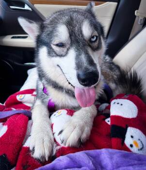 Rescue Husky Dogs for Adoption in Columbia, Tennessee - Levi | PetCurious