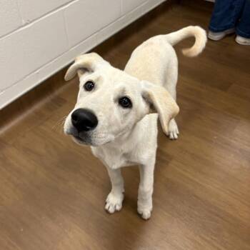 Labrador Retriever and Shepherd Dogs Available for Adoption in Beaumont, Texas - Beezus | PetCurious