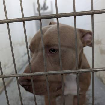 192194 LOOKING FOR OWNER -  Pit Bull Terrier Dog for Adoption in Ravenna, Ohio - 192194 LOOKING FOR OWNER | PetCurious
