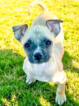 Chihuahua Dogs Available for Adoption - Deere | PetCurious