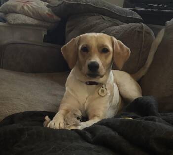 Rescue Labrador Retriever and Beagle Dogs for Adoption in Warrington, Pennsylvania - Bailey | PetCurious