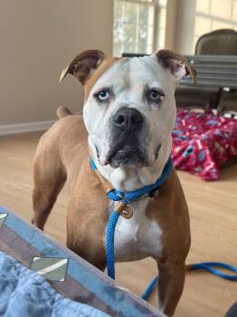 Violet Beauregarde Lonestar -  Boxer Dog for Adoption in Rockaway, New Jersey - Violet Beauregarde Lonestar | PetCurious
