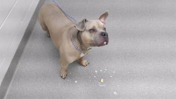 English Bulldog and Mixed Breed Dogs Available for Adoption - BUNDT | PetCurious