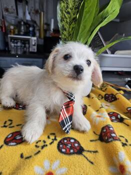 Buck -  Terrier Dog for Adoption - Buck | PetCurious