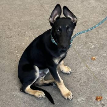 Jack -  Mixed Breed Dog for Adoption in Las Cruces, New Mexico - Jack | PetCurious