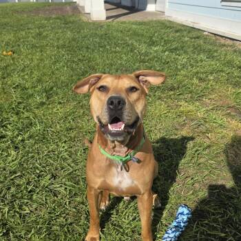 Rescue Mixed Breed Dogs for Adoption in Clearwater, Florida - Barley | PetCurious