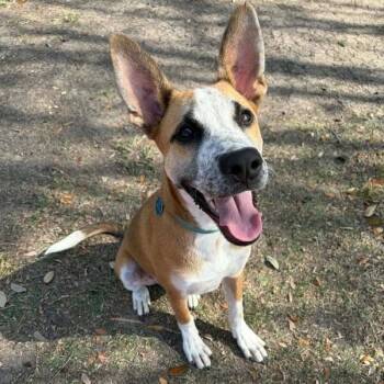 Butter Beans Sprinkles Joy -  Cattle Dog and Carolina Dog Dog for Adoption in Friendswood, Texas - Butter Beans Sprinkles Joy | PetCurious