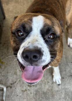 Jervis -  Boxer and Pit Bull Terrier Dog for Adoption in Chicago, Illinois - Jervis | PetCurious