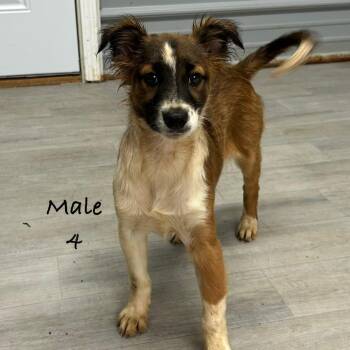Australian Shepherd Dogs Available for Adoption in Princeton, Kentucky - Rolo | PetCurious