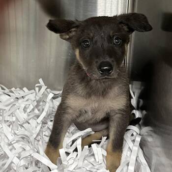 Shepherd Dogs Available for Adoption in Lakeland, Florida - Beans | PetCurious