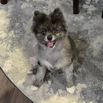 Meko -  Pomeranian Dog for Adoption in Pelham, New Hampshire - Meko | PetCurious