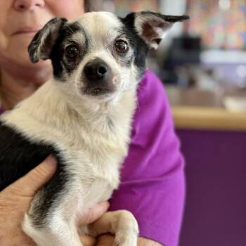 Todo -  Rat Terrier and Chihuahua Dog Available for Adoption in Fresno, California - Todo | PetCurious