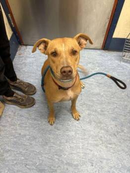 Cutie Pie -  Mixed Breed Dog for Adoption in Charleston, South Carolina - Cutie Pie | PetCurious