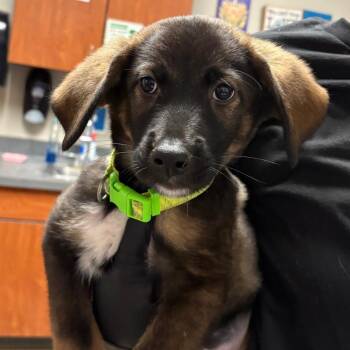 Moosey -  Shepherd and Mixed Breed Dog for Adoption in Yuma, Arizona - Moosey | PetCurious