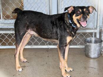 Rescue Shepherd Dogs for Adoption in Marietta, Ohio - Boo Boo (Neutered) | PetCurious