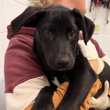 Border Collie Dogs Available for Adoption in Golden, Colorado - Izzy | PetCurious