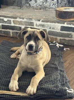 Great Pyrenees Dogs Available for Adoption in Gillsville, Georgia - Alice | PetCurious