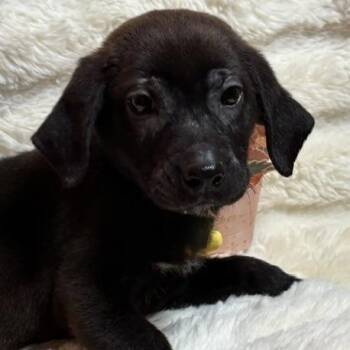 Bailey -  Chocolate Labrador Retriever Dog for Adoption in Brookeville, Maryland - Bailey | PetCurious