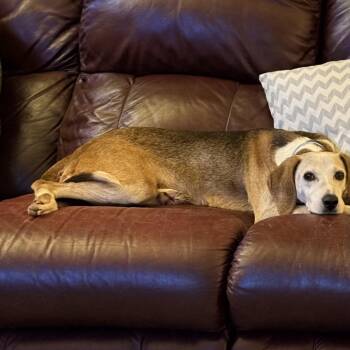 Treeing Walker Coonhound and Mixed Breed Dogs Available for Adoption in Minnetonka, Minnesota - Sally D69333 | PetCurious
