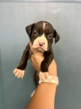 Rescue Pit Bull Terrier Dogs for Adoption in Victorville, California - Boba #1731 (514) ***FOSTER OR FOSTER TO ADOPT*** | PetCurious
