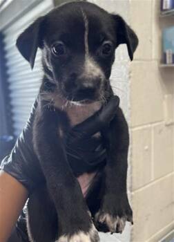 LIAM -  Pit Bull Terrier and Mixed Breed Dog for Adoption in San Bernardino, California - LIAM | PetCurious
