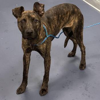 Dove -  Mixed Breed Dog for Adoption in Greensboro, North Carolina - Dove | PetCurious