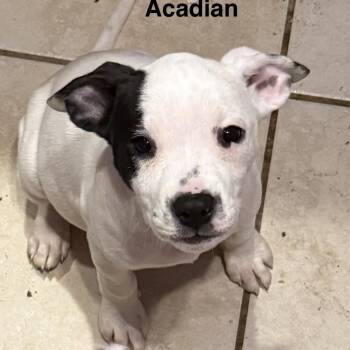 American Bully Dogs Available for Adoption in Long Beach, Mississippi - Acadian | PetCurious