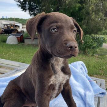 Labrador Retriever and Mixed Breed Dogs Available for Adoption in Pulaski, Tennessee - Leia | PetCurious