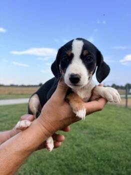Atlas -  Australian Shepherd and Dachshund Dog for Adoption in Morton Grove, Illinois - Atlas | PetCurious
